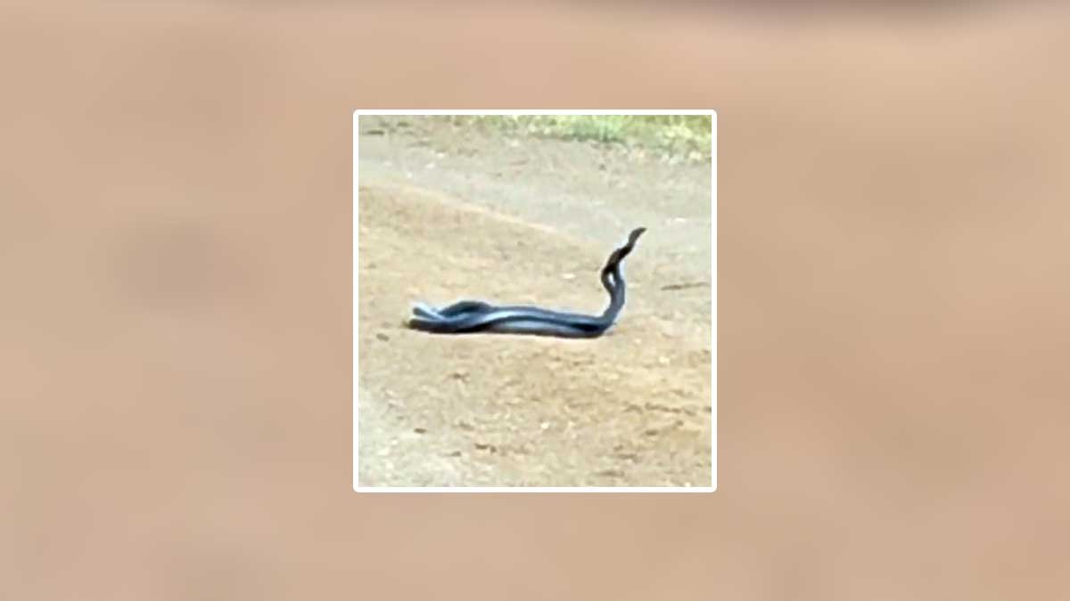 Bingöl'de yol üzerinde yılanların dansı görüntülendi