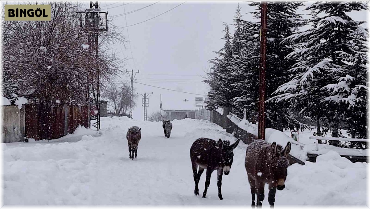 Bingöl'de yürekleri sızlatan görüntü: Yaz aylarında çalıştırılan eşekler, kışın ölüme terk edildi