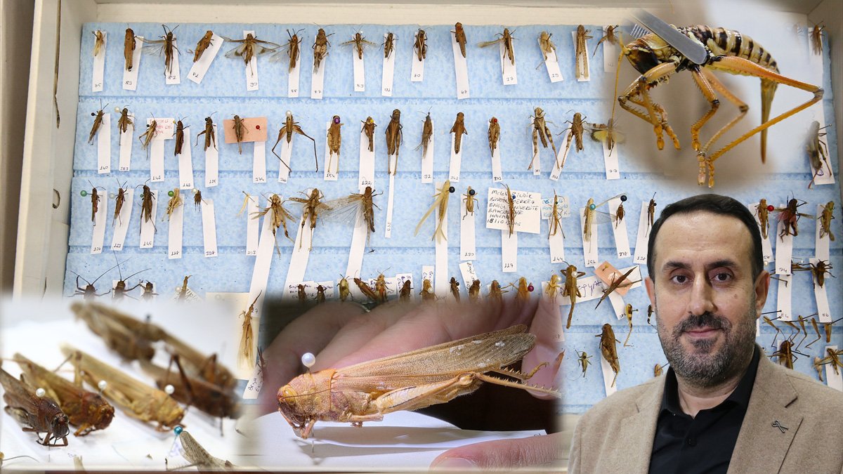 Bingöl'deki Bilimsel Çalışmada 71 Çekirge Türü Tespit Edildi, 30'unun Kente Özgü Olduğu Belirlendi