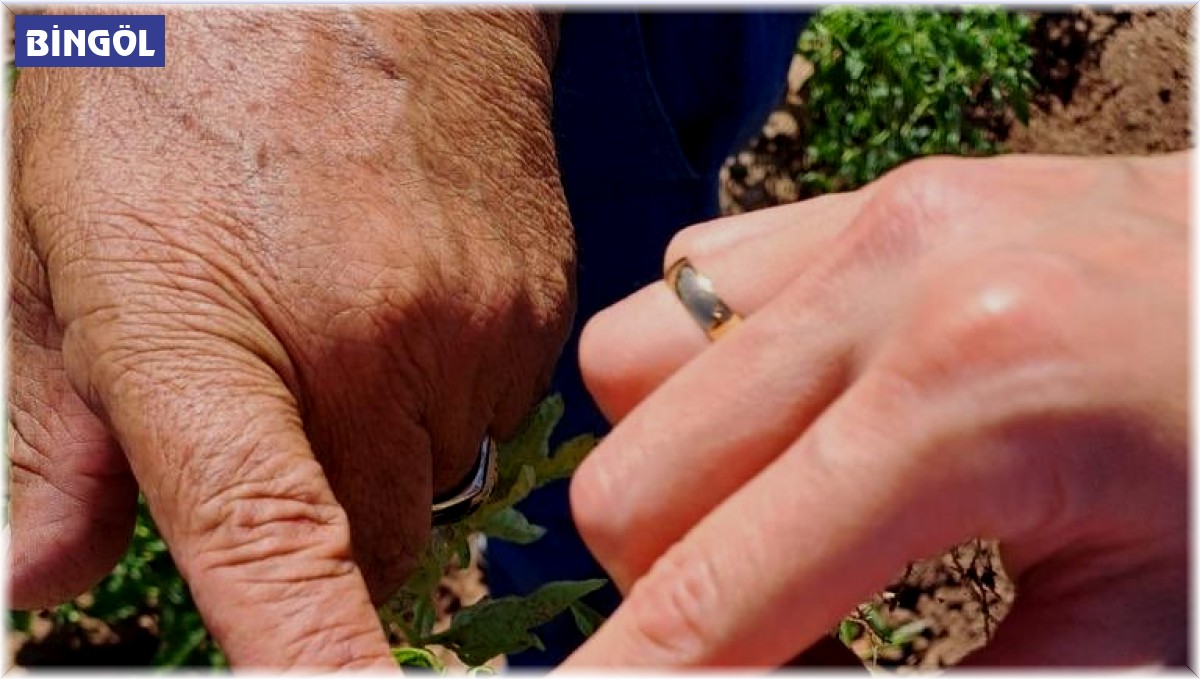 Bingöl'deki sebze ekili alanlar kontrol ediliyor