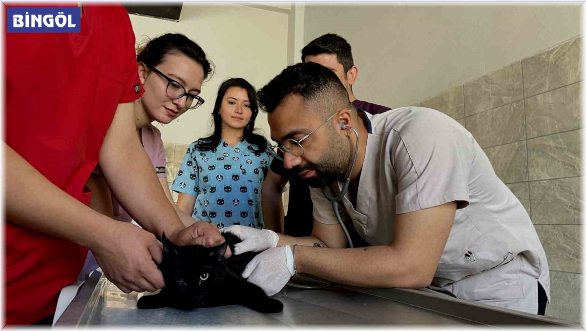 Bingöl'deki tam donanımlı hayvan hastanesi, bölgeye hitap ediyor
