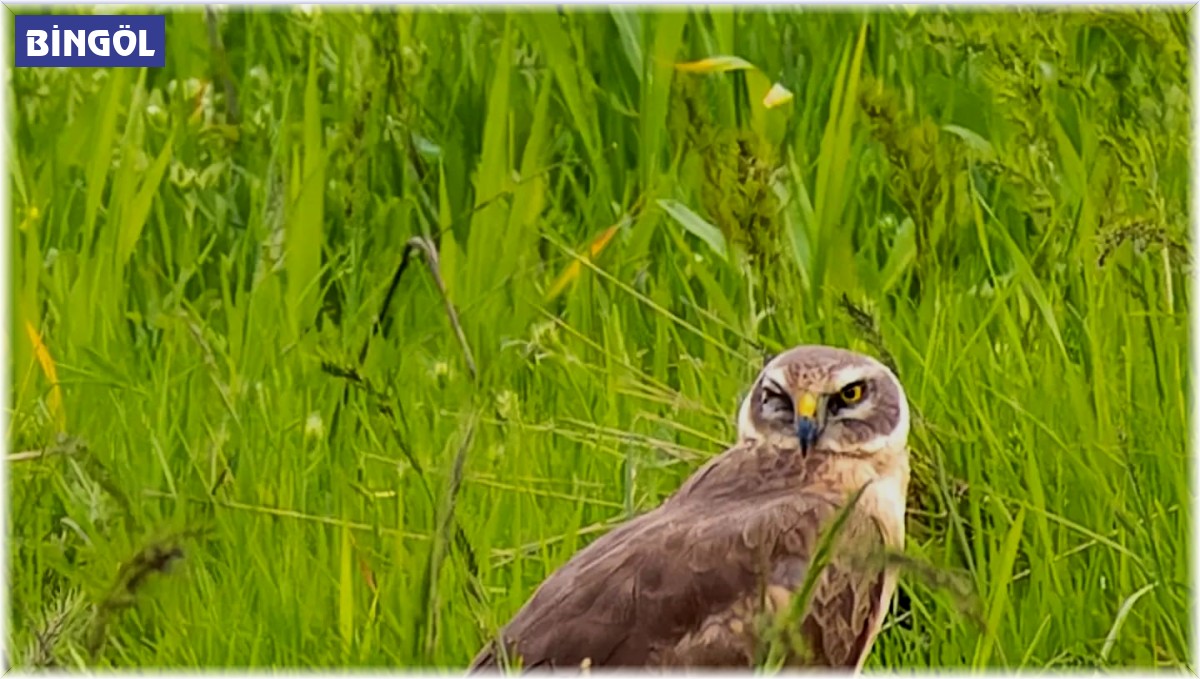 Bingöl kırsalında Gökçe Tuygun görüntülendi