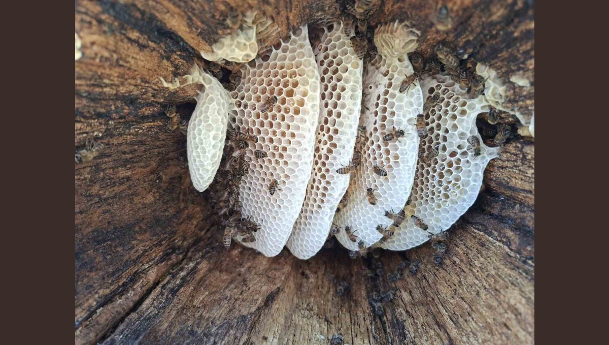 Bingöl yaylalarında organik "kütük balı" hasadı başladı