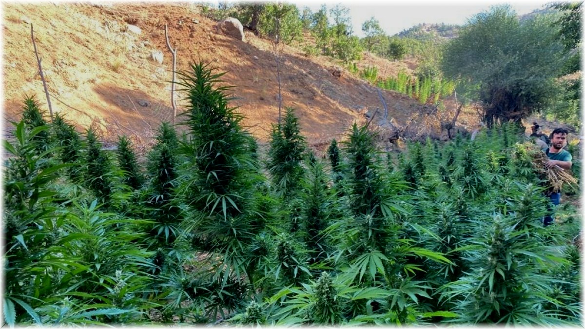 Bingöl’de 225 bin kök kenevir ve 95 kilo esrar ele geçirildi, 1 şüpheli de gözaltına alındı