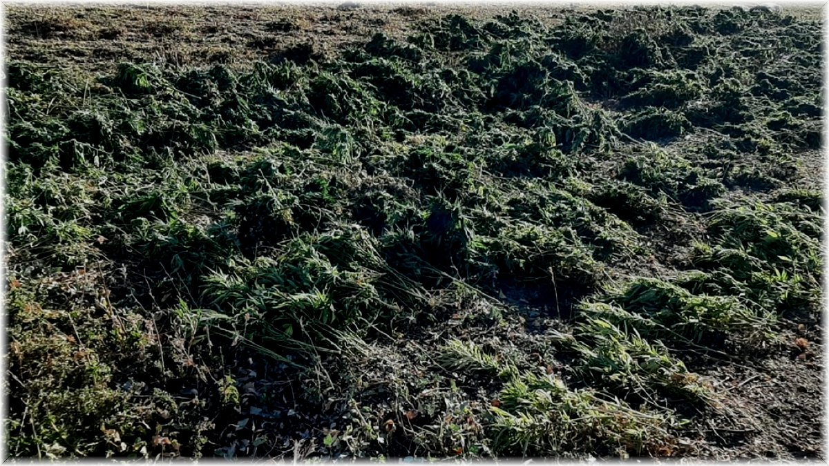 Bingöl’de 337 kilo uyuşturucu maddesi ele geçirildi