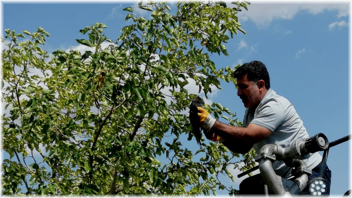 Bingöl’de ayağı ağaç dalına takılı kalan karga kurtarıldı