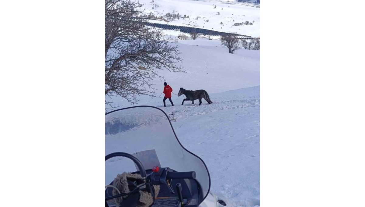 Bingöl’de karlar arasında mahsur kalan yaralı at kurtarıldı