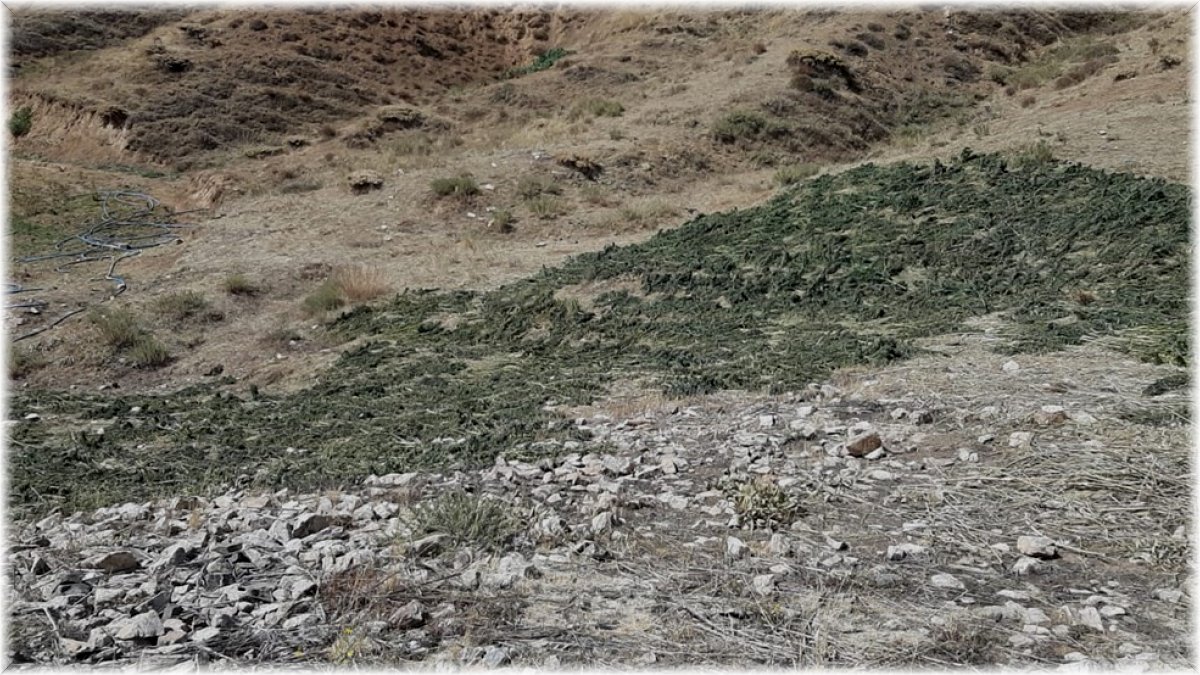 Bingöl’de kırsalda kurumaya bırakılmış 289 kilo kubar esrar ele geçirildi