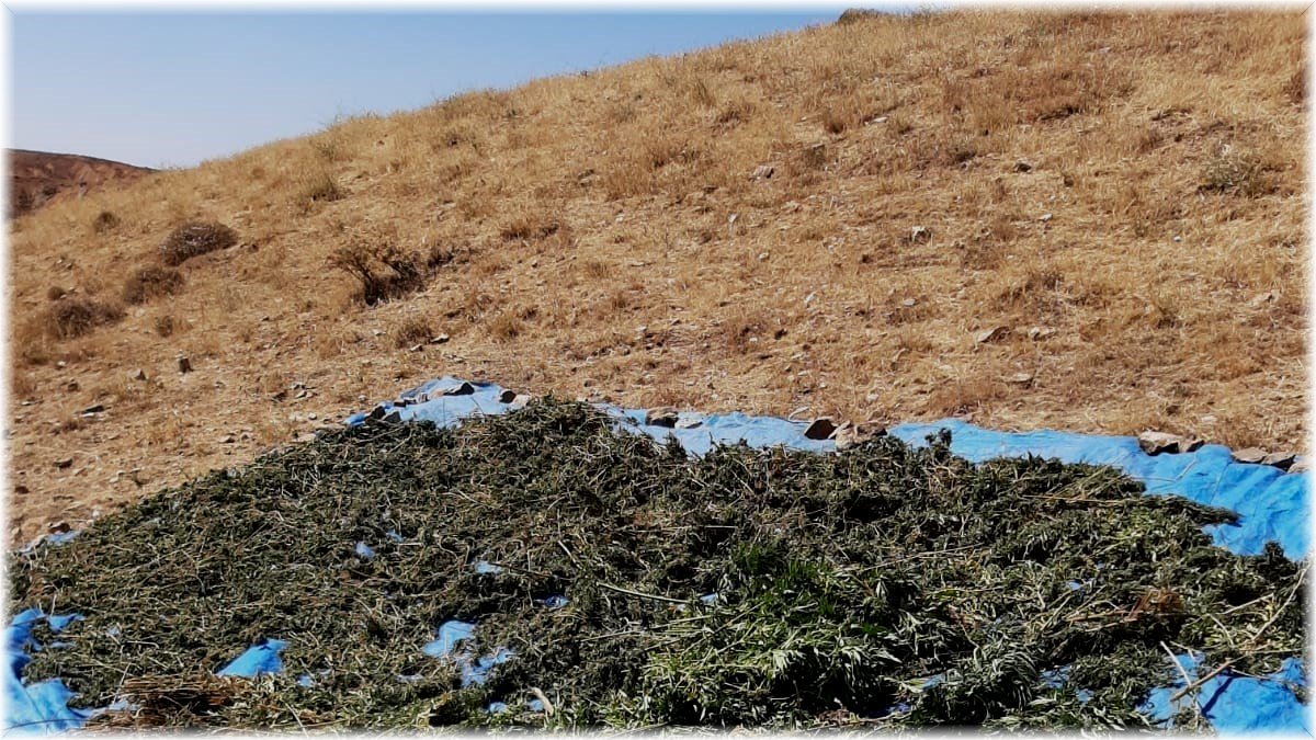 Bingöl’de kurutulmaya bırakılmış vaziyette 78 kilo kubar esrar ele geçirildi