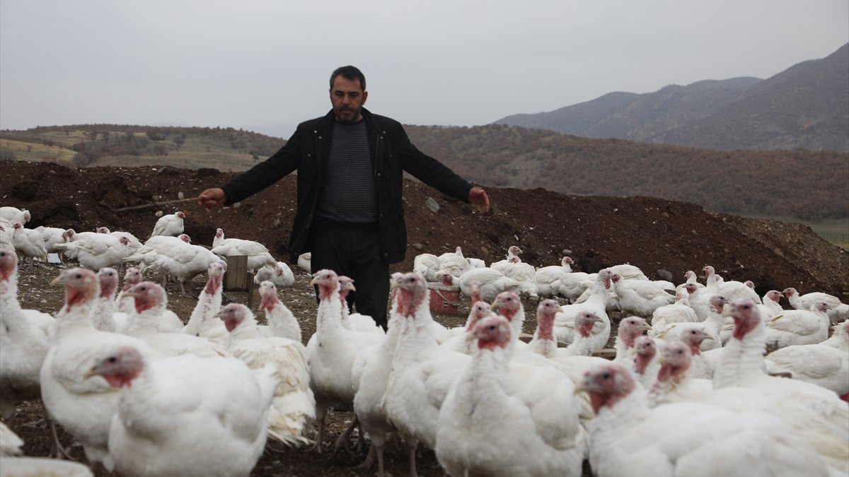 Bingöllü hindi üreticisi, salgına rağmen yeni yıldan umutlu