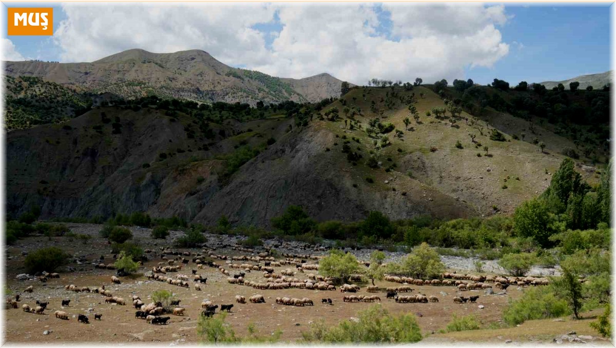Binlerce koyun Muş yaylalarına doğru yola çıkarıldı
