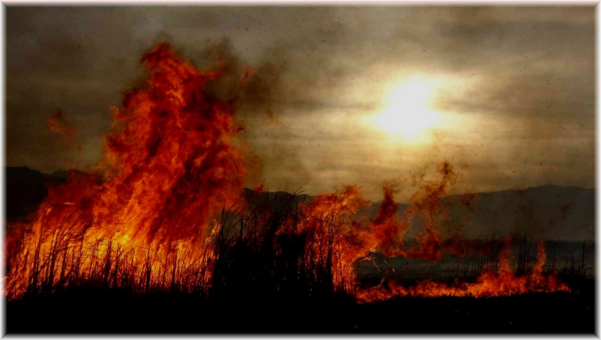 Binlerce kuş türünün yaşadığı Nehir Sazlığı cayır cayır yanıyor