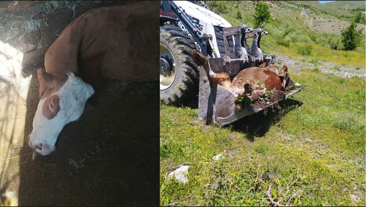 Bir annenin süt İneği için gözyaşları: "Çocuklarımı nasıl okutacağım?"