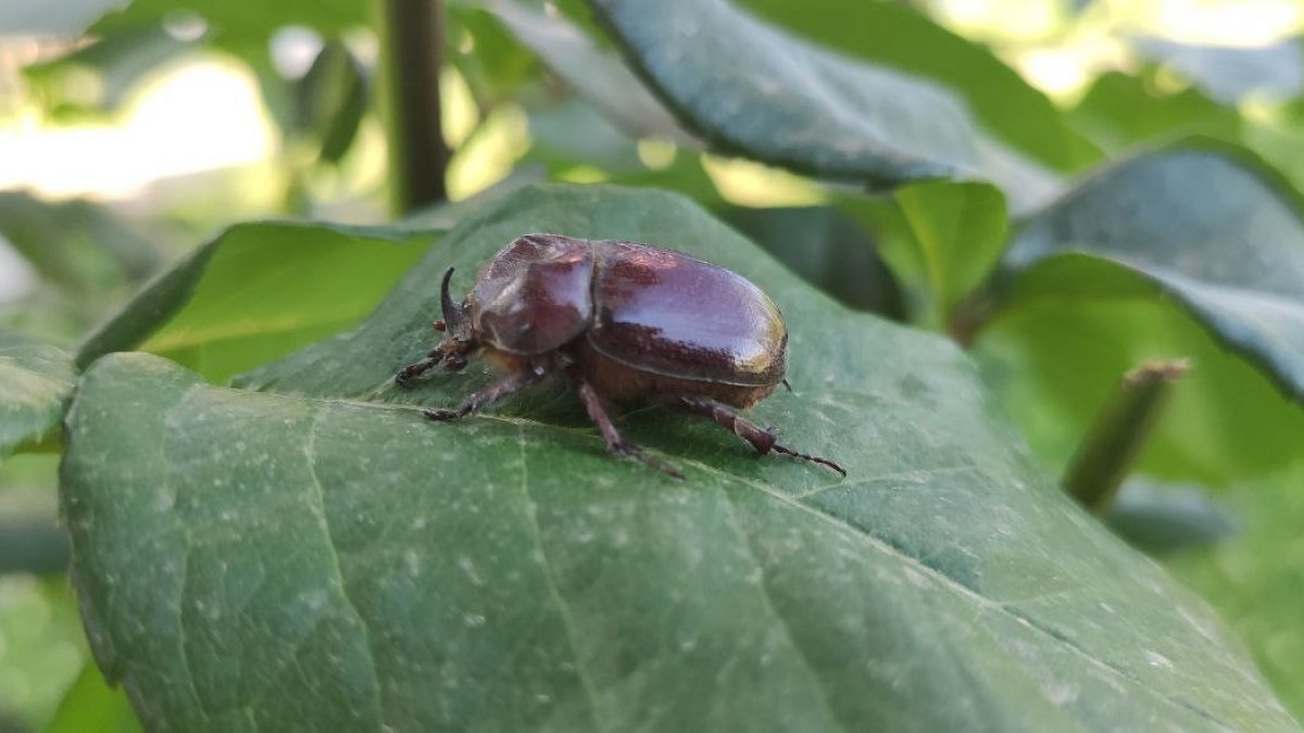 Bir dönem herkesin dikkatini çeken gergedan böceği görüntülendi