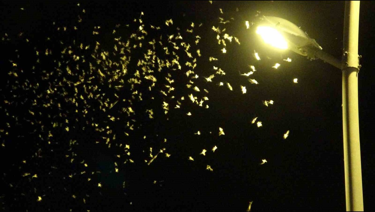 'Bir günlükler'in ölüm uçuşu geç başladı