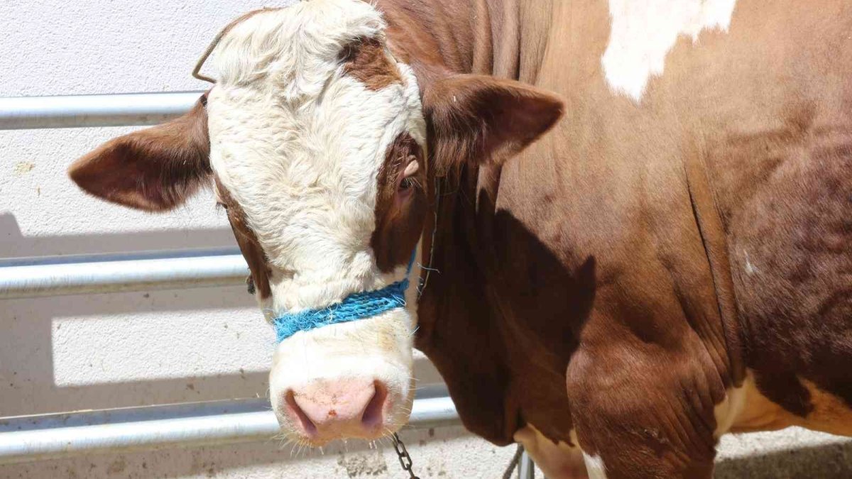 Bir tonluk kilosuyla canlı hayvan pazarının gözdesi 'Dadaş' isimli boğa oldu