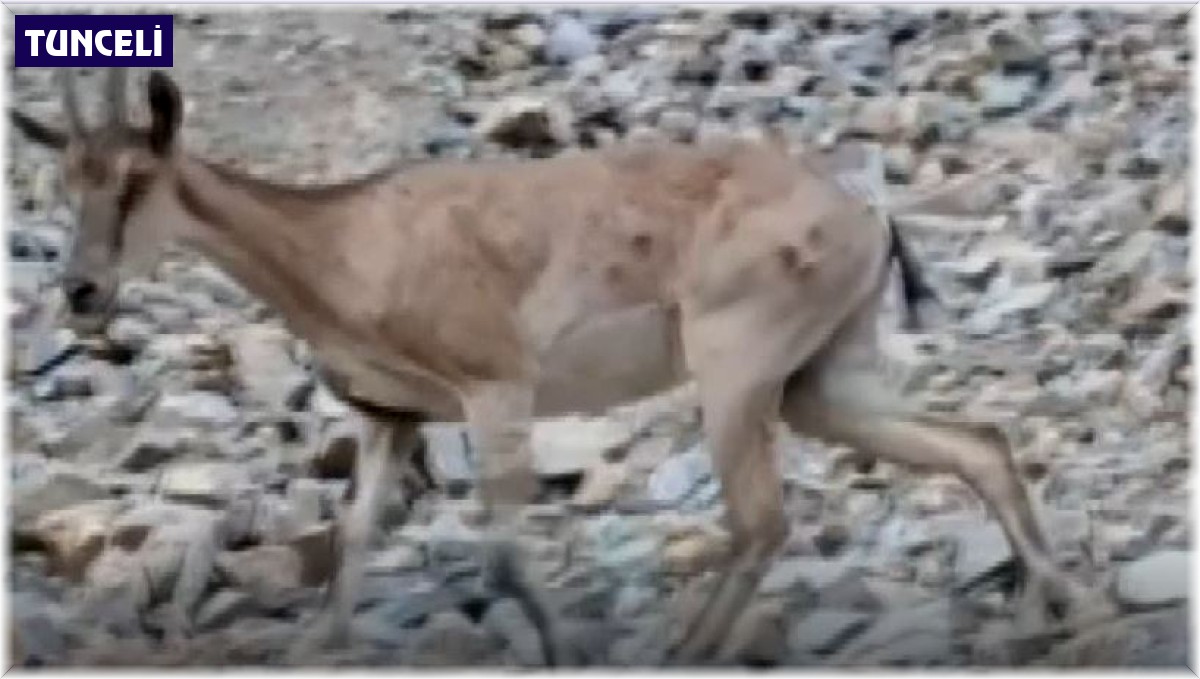 Bir yanda yaban keçileri, bir yanda yüzme keyfi