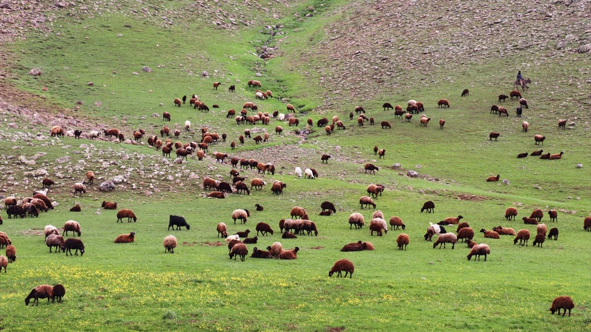 Bir yanı kar bir yanı bahar yaylada göçerlere soğuk engeli