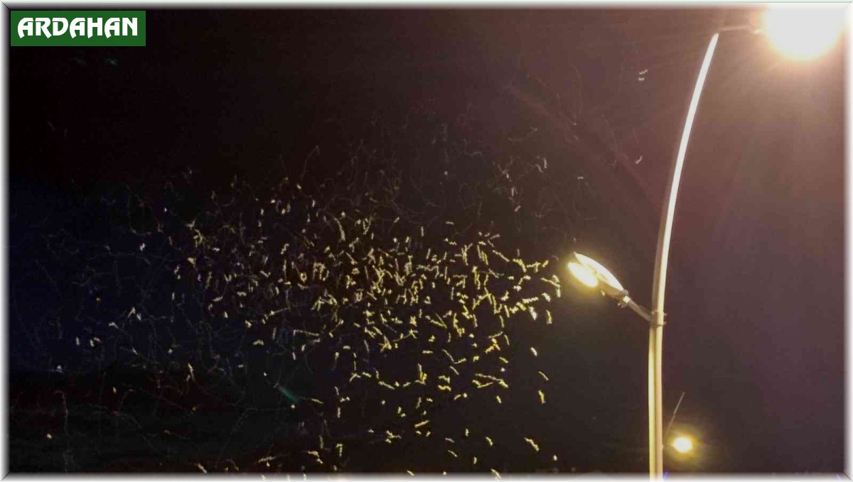 ''Birgün''lük ölüm dansı