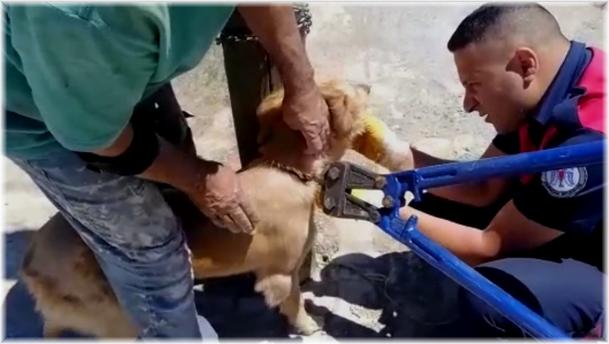 Biri direğe bağlı, diğeri kuyuda mahsur kalan köpekleri itfaiye kurtardı