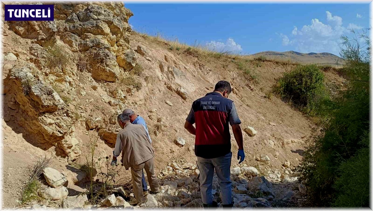 Biri uçurumdan atlayınca diğerleri peşinden koştu: 43 koyun telef oldu