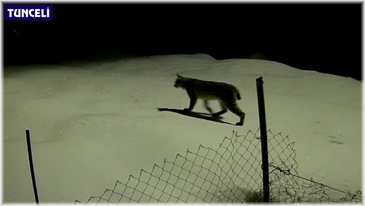 Birinci derece koruma altındaki vaşak güvenlik kamerasında