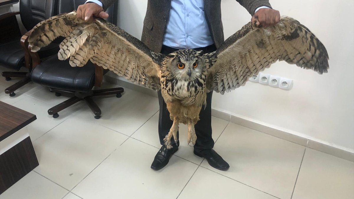 Bitkin halde bulunan boynuzlu baykuşu Emniyet Müdürlüğüne teslim etti