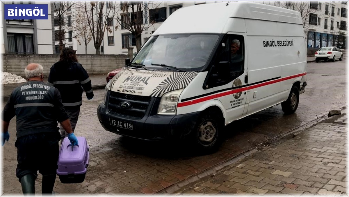 Bitkin halde bulunan kedi koruma altına alındı