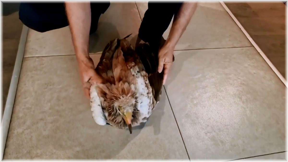 Bitkin halde bulunan kızıl akbaba, ekiplere teslim edildi