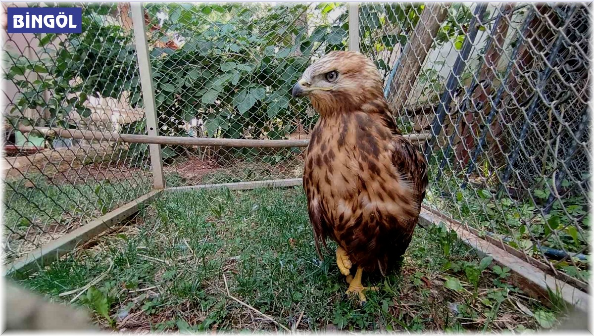 Bitkin halde bulunan kızıl şahin tedavisinin ardından doğaya salındı