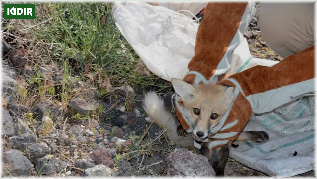 Bitkin halde bulunan tilki korumaya alındı