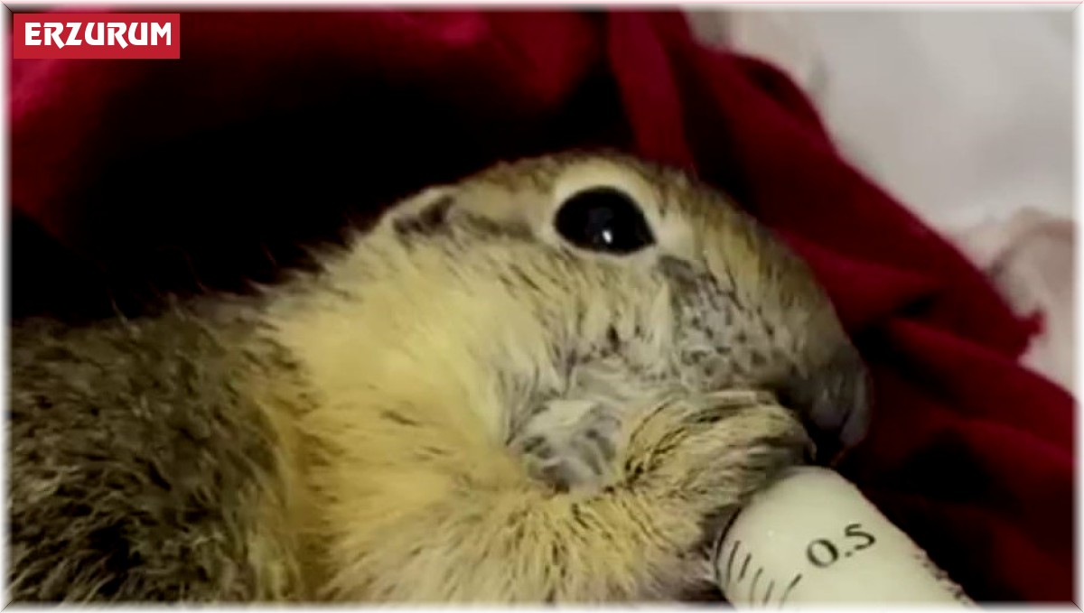 Bitkin halde bulunan yavru Anadolu yer sincabı şırıngayla besleniyor