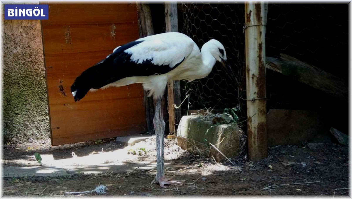 Bitkin halde bulunan yavru leylek tedavi altına alındı
