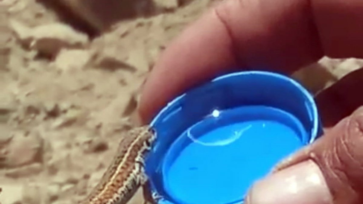 Bitkin halde olan kertenkeleye kapakta su içirdi