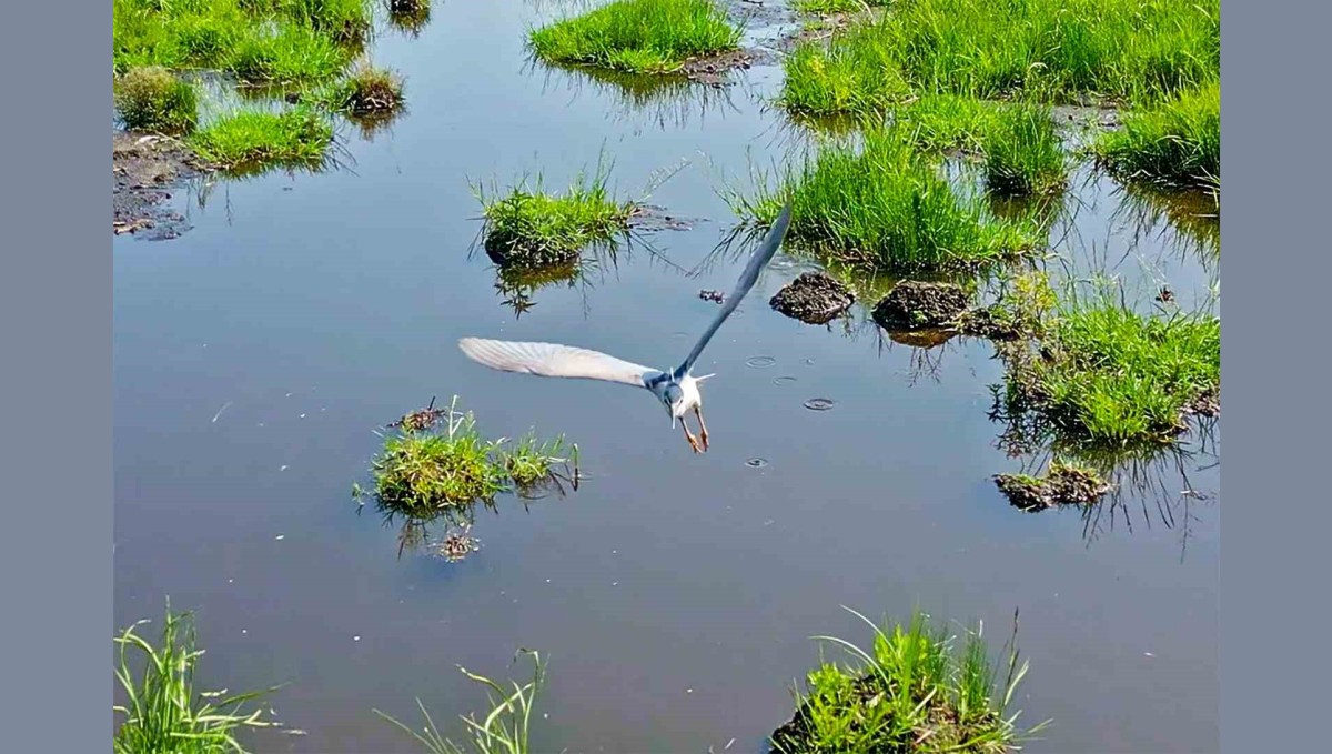 Bitlis'in sulak alanları kuş cennetini andırıyor