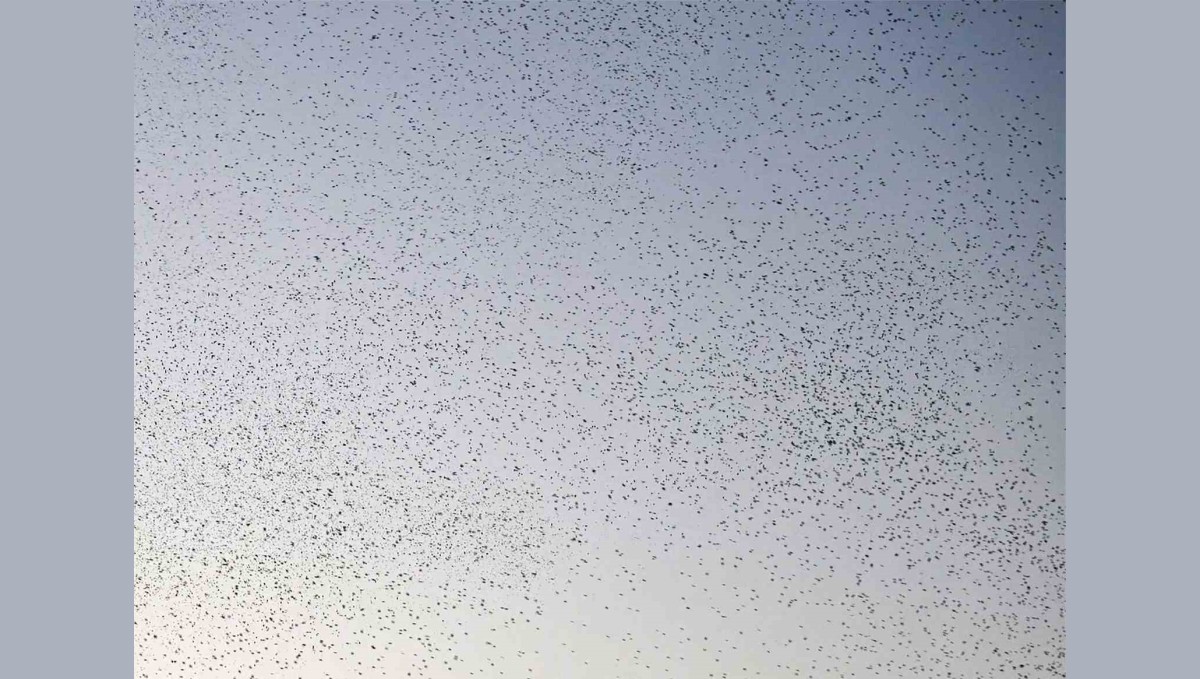 Bitlis semalarında binlerce kuş adeta dans etti