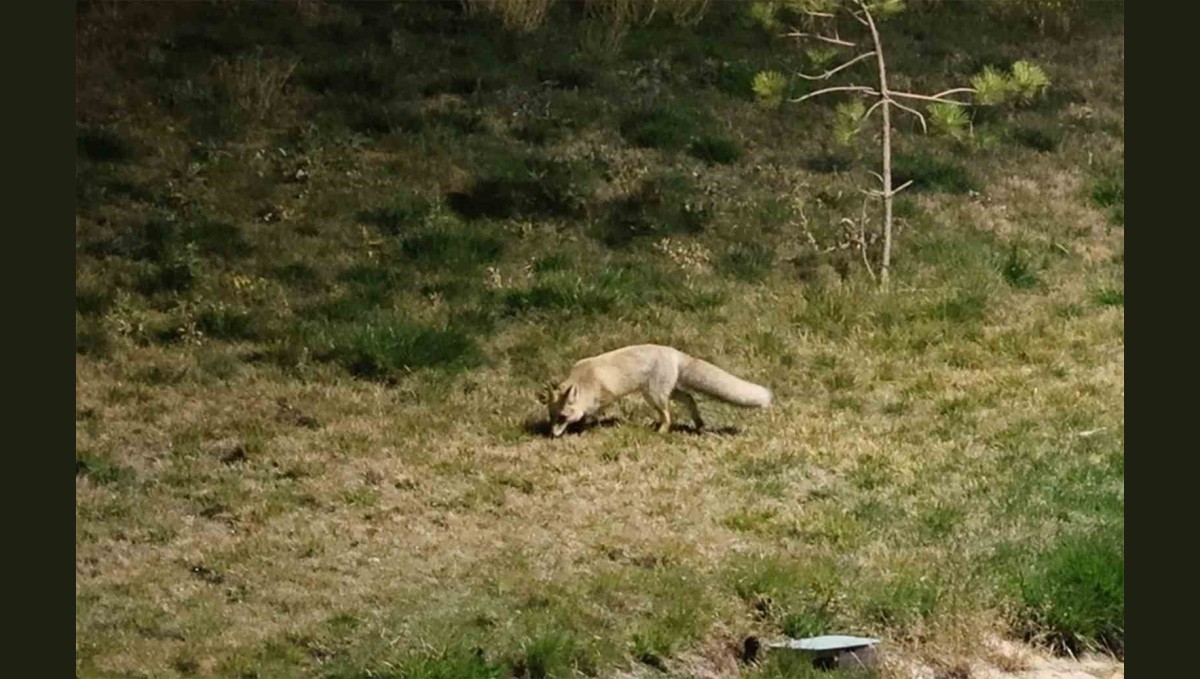 Bitlis sokaklarında tilkiler görüntülendi