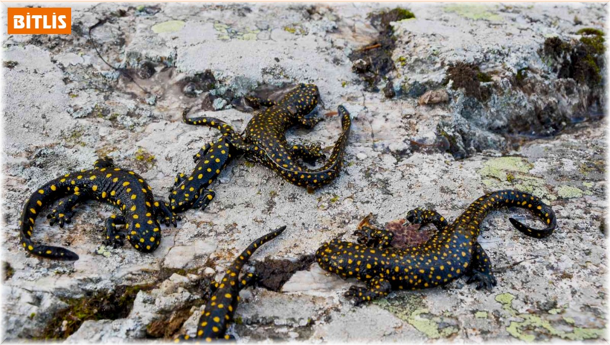 Bitlis Tatvan'da Endemik Bir Tür olan Anadolu benekli semenderi ailesi görüntülendi