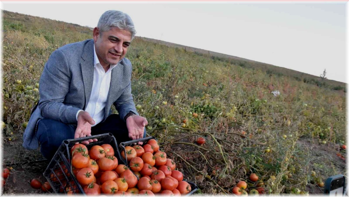 Bitlis'te 200 bin ton domatesten 400 milyon TL gelir bekleniyor