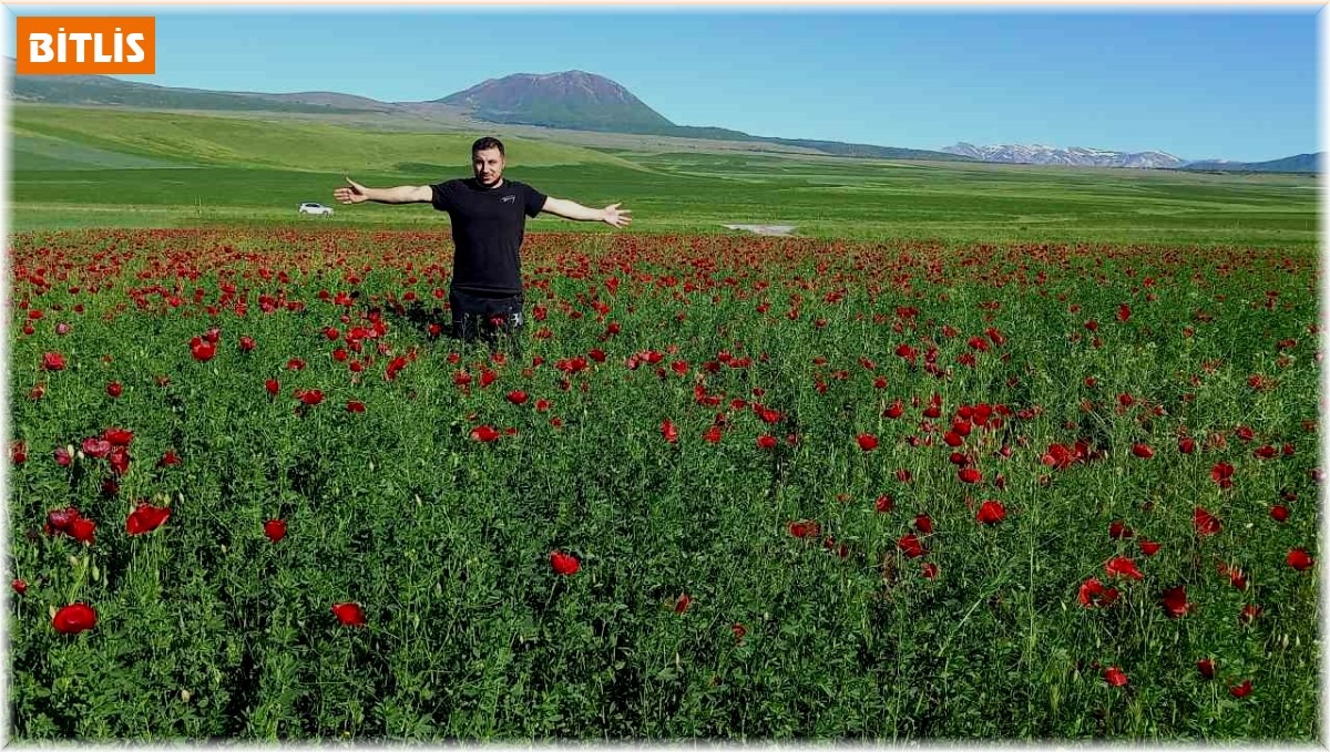 Bitlis'te açmaya başlayan gelincikler görsel şölen sunuyor