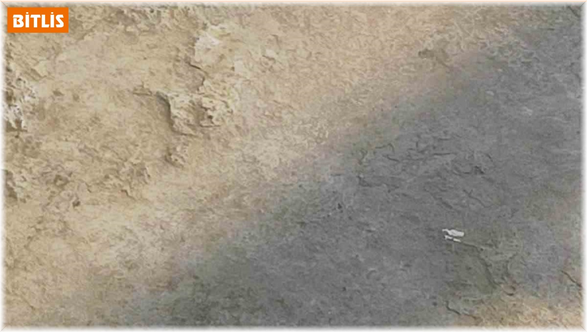 Bitlis'te Anadolu semenderi görüntülendi