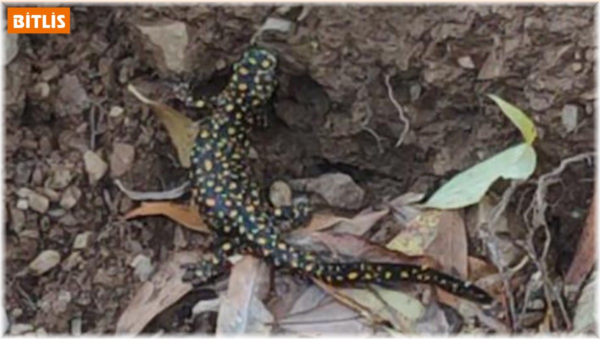 Bitlis'te Anadolu semenderi yeniden görüntülendi