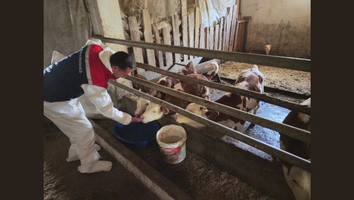 Bitlis'te aşılama çalışmaları devam ediyor