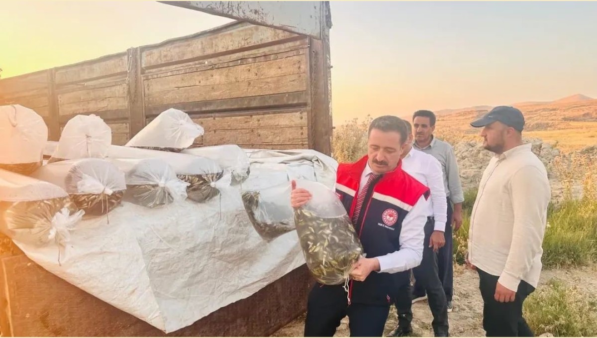 Bitlis'te Aygır ve Nazik göllerine 3 milyon 895 bin sazan balığı yavrusu bırakıldı
