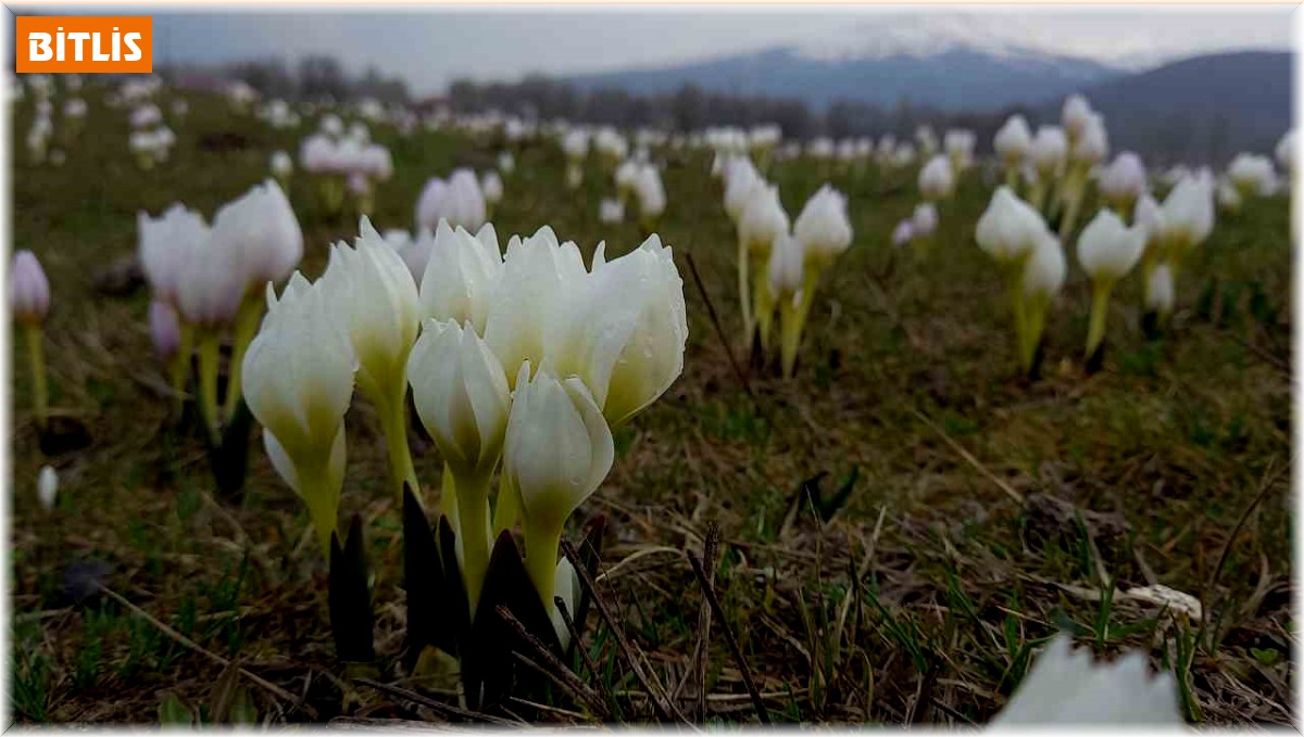 Bitlis'te baharın müjdecisi kardelenler açtı