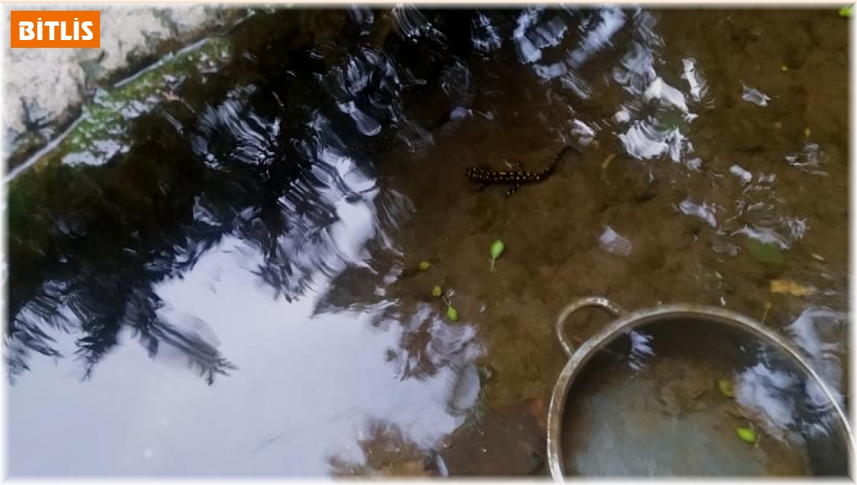 Bitlis'te benekli Anadolu semenderi görüntülendi