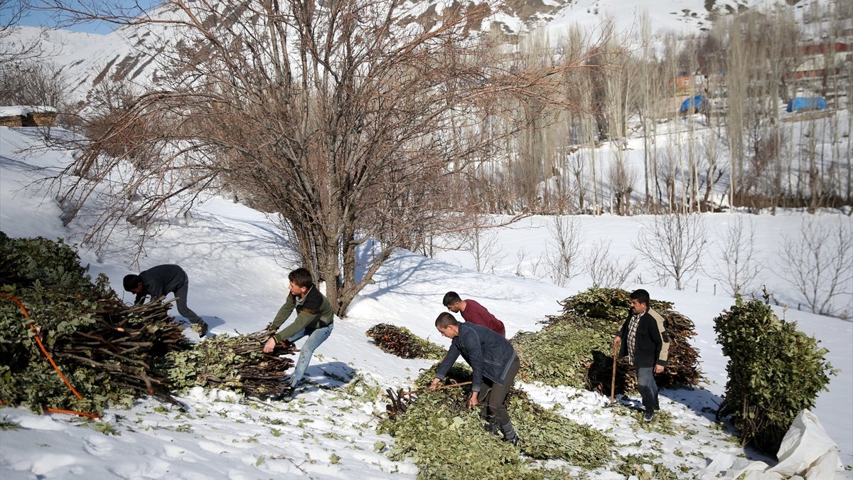 Bitlis'te besiciler dik yamaçlardan kızakla taşıdıkları ağaç dallarıyla hayvanlarını besliyor