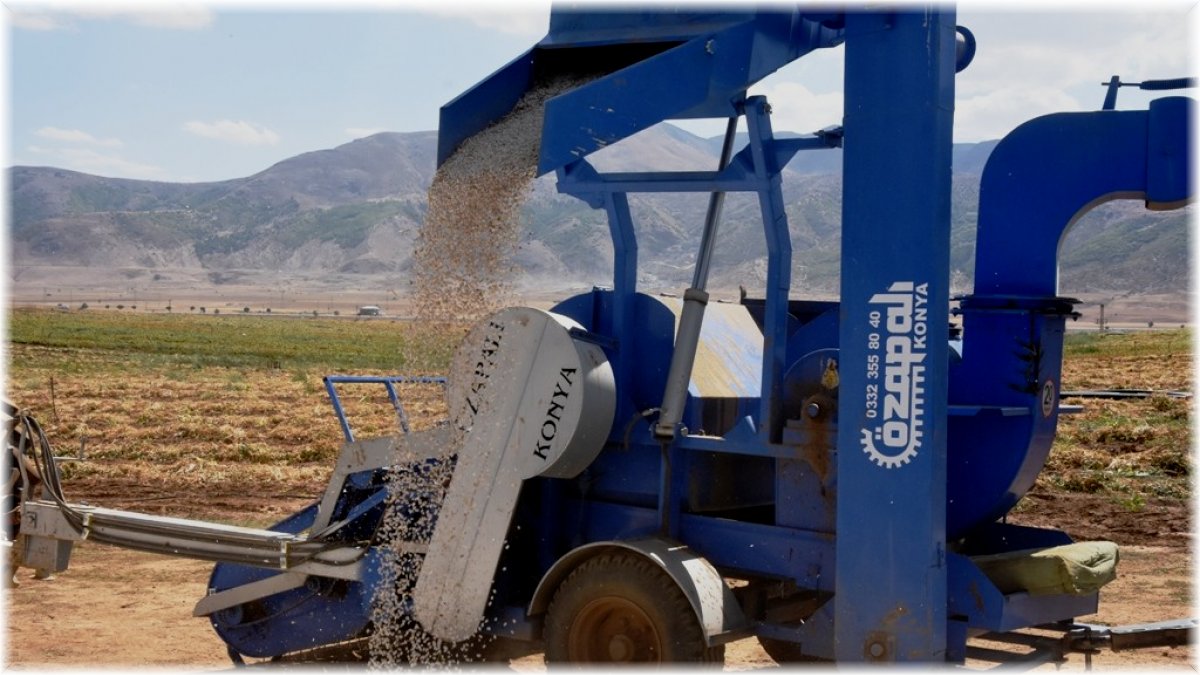 Bitlis'te bu yıl 40 bin ton fasulye hasadı bekleniyor