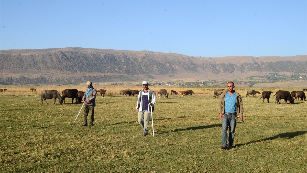 Bitlis'te engelli kardeşler 20 yıldır mandalara çobanlık yapıyor