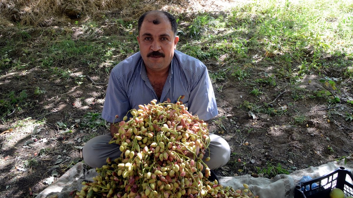 Bitlis'te fıstık aşısı yapılan menengiç ağaçlarından 300 ton rekolte bekleniyor